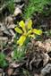Iris arenaria - kvet