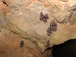 Myotis myotis