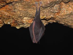Rhinolophus hipposideros