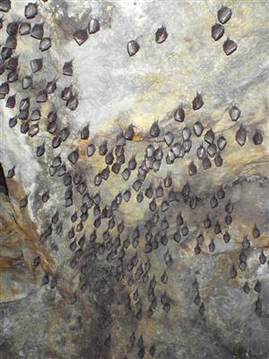 Agregácia Rhinolophus hipposideros