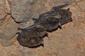 skupina Myotis brandtii