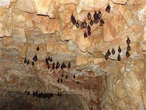 kolónie Rhinolophus hipposideros