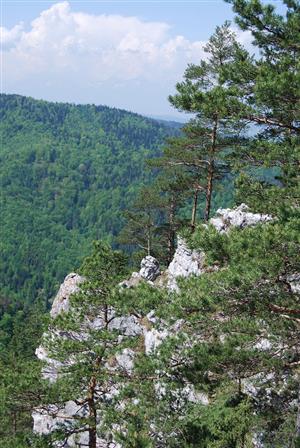 Pohľad na TMl-PulsSlav_022_1