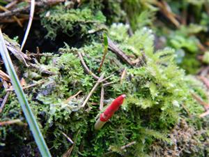 Buxbaumia viridis na lokalitě