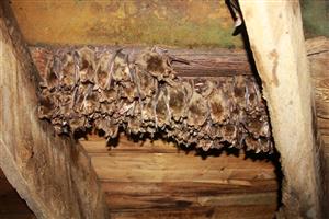 kolónia Myotis myotis v Bobrovcii -.veža kostola