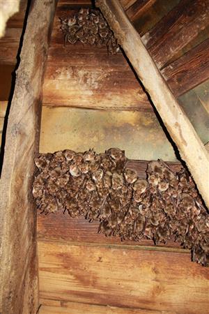 kolónia Myotis myotis v Bobrovcii -.veža kostola