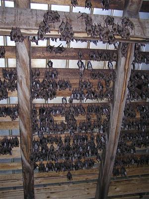 časť kolónie Myotis myotis