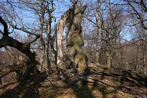Fotografia zachytáva biotop Rhysodes sulcatus
