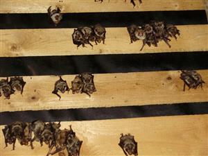 kolónia Myotis myotis v podkroví kostola Fačkov