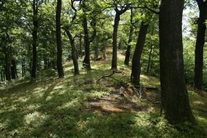 Fotografia zachytáva biotop fuzáča veľkého.