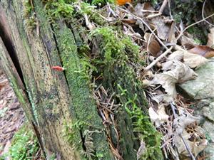 Buxbaumia viridis na TMP3