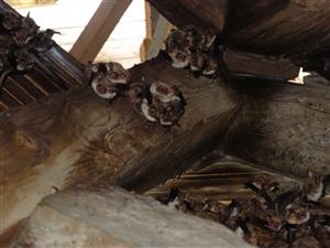 kolónia Myotis myotis veža kostola Kľačno