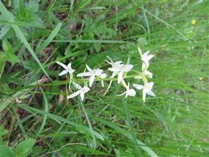 Platanthera bifolia