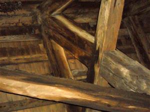 kolónia Mytis myotis v podkroví kostola Turzovka 