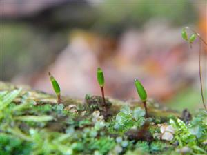 Buxbaumia viridis na lokalitě