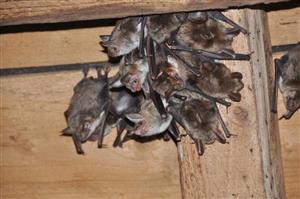 časť kolónie Myotis myotis