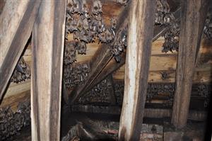 časť kolónie Myotis myotis