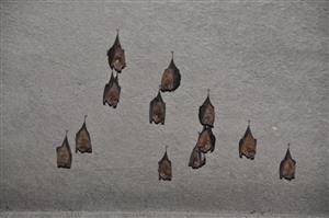 časť kolónie Rhinolophus hipposideros