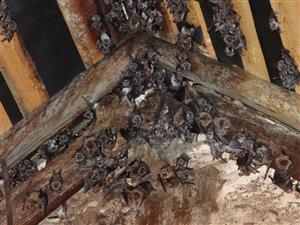 kolónia kláštor Beckov