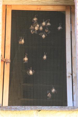 netopiere uhynuté na osadenom pletive