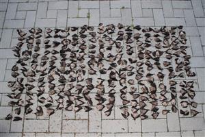 uhynuté netopiere zozbierané z pletiva