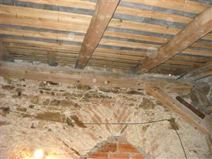 výskyt netopierov v podkroví kostola