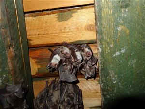 kolónia Myotis myotis podkrovie kostola Veľké Rovné