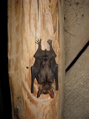 Myotis myotis, podkrovie kostol Visnove