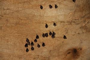 zimujúce Rhinolophus hipposideros