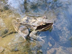 Rana temporaria
