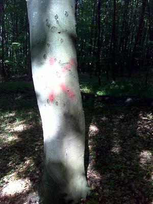 Ostružnica Koniec TMP