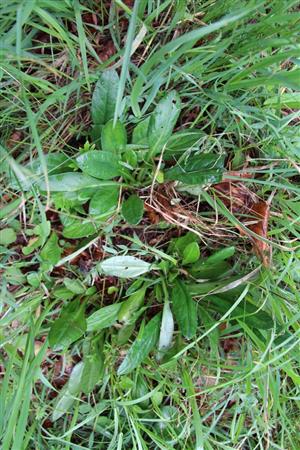 Sterilné trsy Tephroseris longifolia ssp. moravica v čase monitoringu.