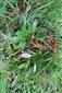 Sterilné trsy Tephroseris longifolia ssp. moravica v čase monitoringu.