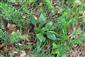 Sterilný trs Tephroseris longifolia ssp. moravica