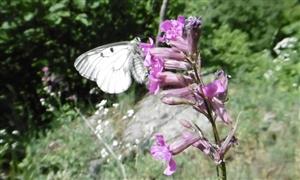 Foto cieľového druhu