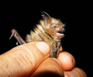 Myotis emarginatus