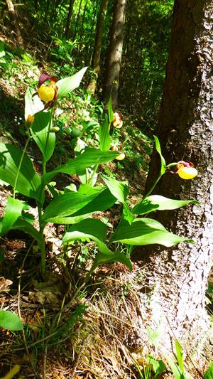 Cypripedium calaceolus na lokalite