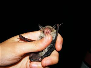 Myotis nattereri