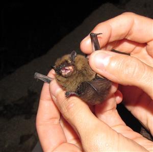 Pipistrellus pipistrellus
