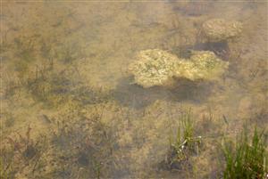znášky a larvy Pelophylax ridibundus