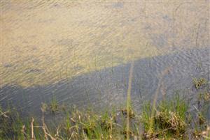 Larvy druhu Pelophylax ridibundus