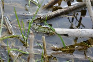 Rana ridibunda subadult