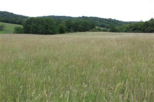 Záber na monitorovaný biotop.