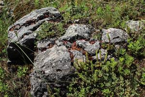 Záber na monitorovaný biotop.