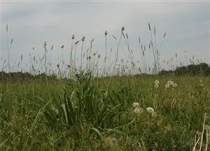 Porast s Plantago altissima