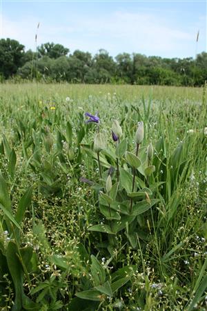Clematis integrifolia