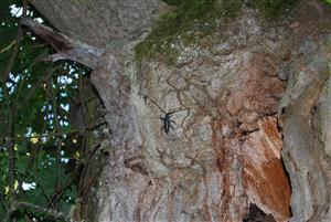 Cerambyx cerdo 