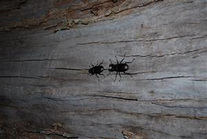 Lucanus cervus - pred párením v noci