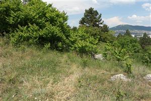 Šíriaci sa Ailanthus altissima a vysadená Pinus nigra