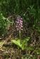 Suchomilné travinnobylinné a krovinové porasty na vápnitom podloží (*dôležité stanovištia Orchideaceae) (16.5.2018)